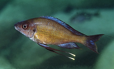 Ophthalmotilapia nasuta 'Mabilibili Bay'